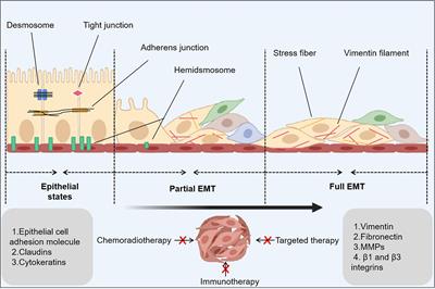 Frontiers | Overcoming Therapeutic Resistance To Platinum-based Drugs ...